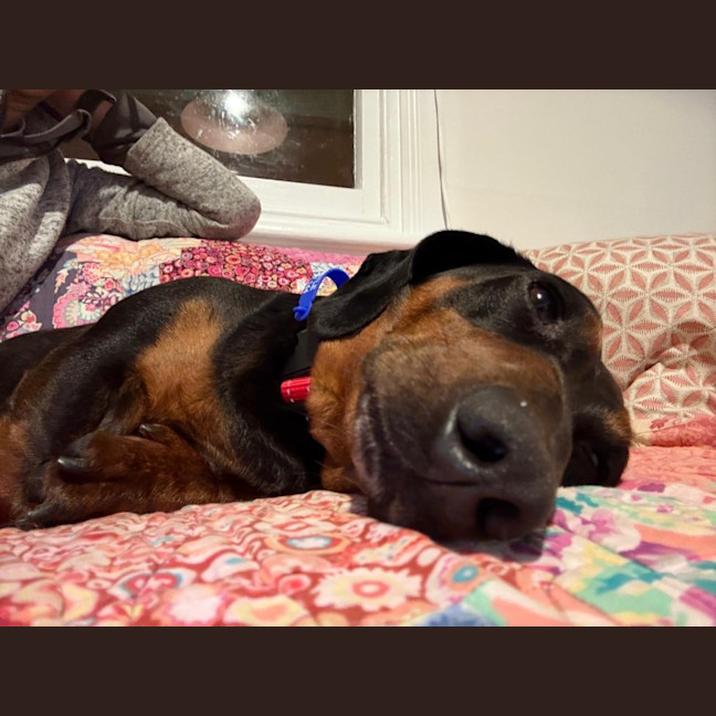 Photo of Harley   4 Year Old Dachshund