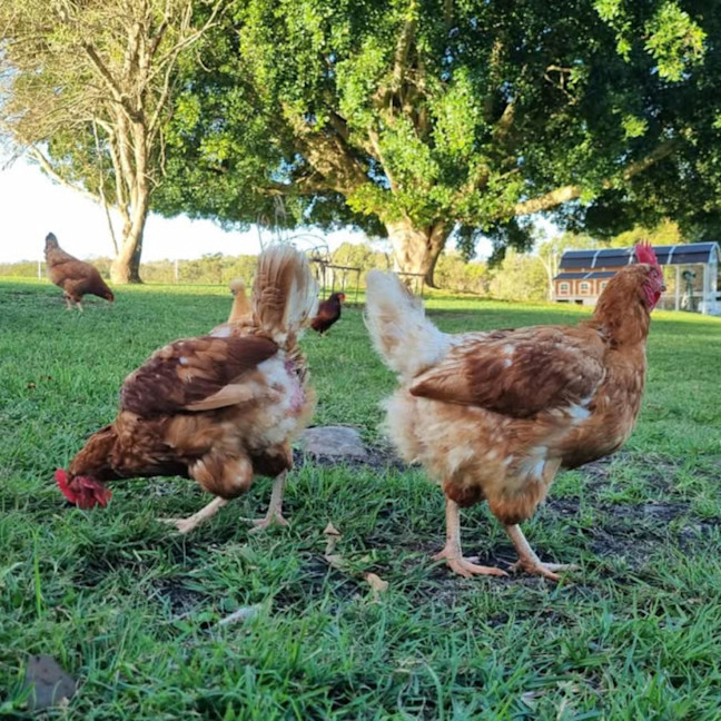 Photo of Rescue Hens