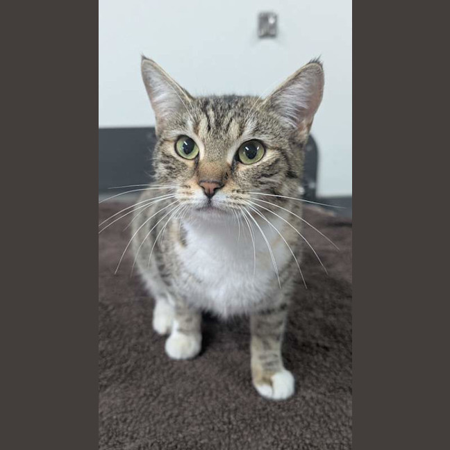 Photo of Cutie Patootie