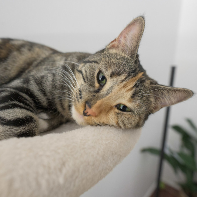 Photo of Sharona 