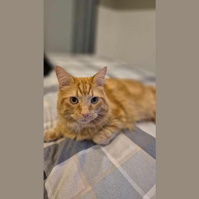 Photo of Fanta And Coke 