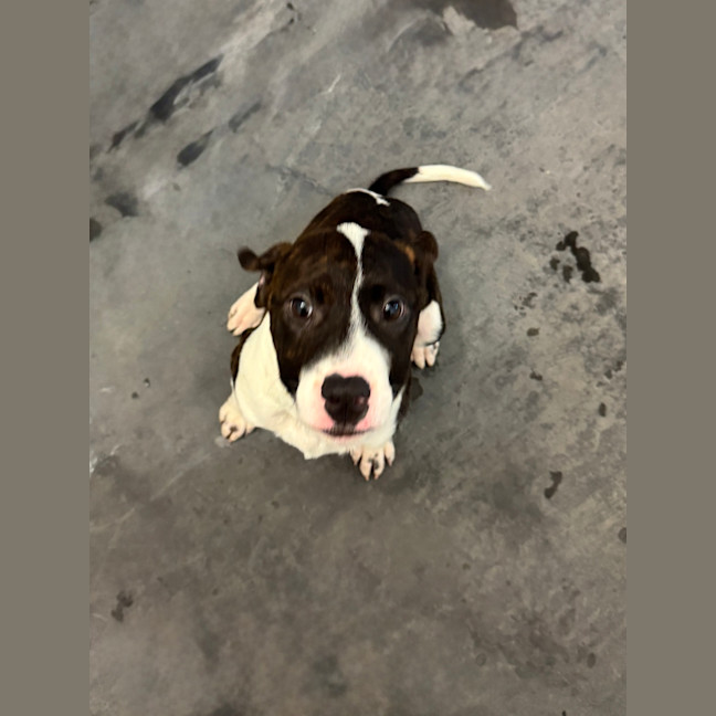 Photo of Pongo