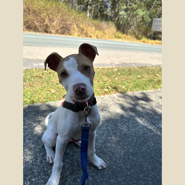 Photo of Bella