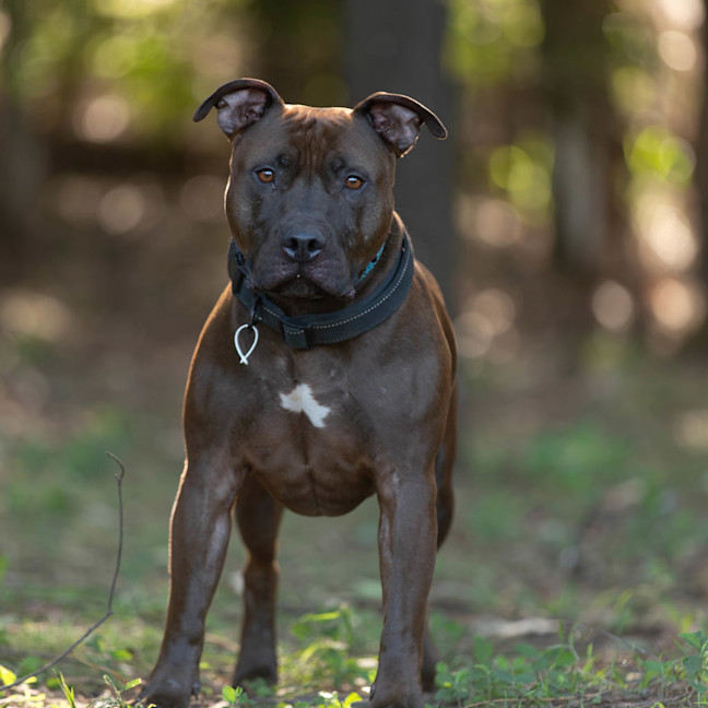 Photo of Opi