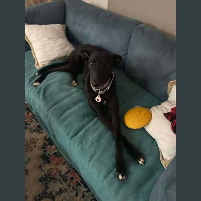 Photo of Chelsea, The Greyhound