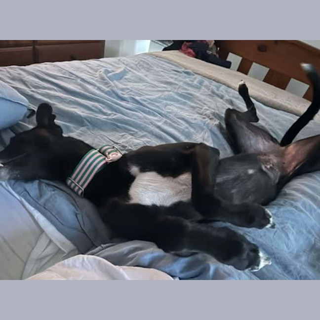 Photo of Chelsea, The Greyhound