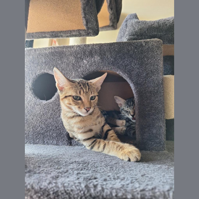 Photo of Peanut