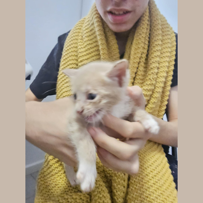 Photo of Gingerbread