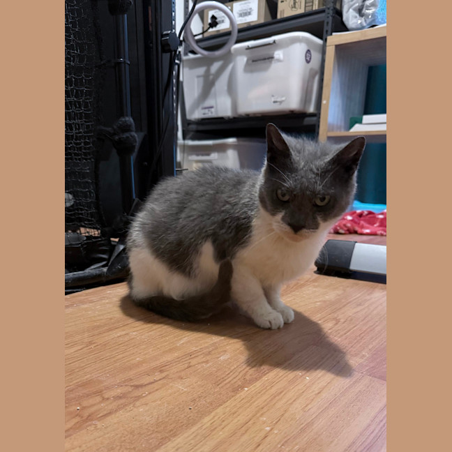 Photo of Harvey