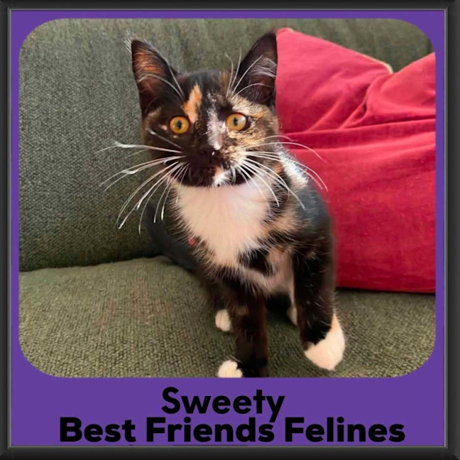 Photo of Sweety 