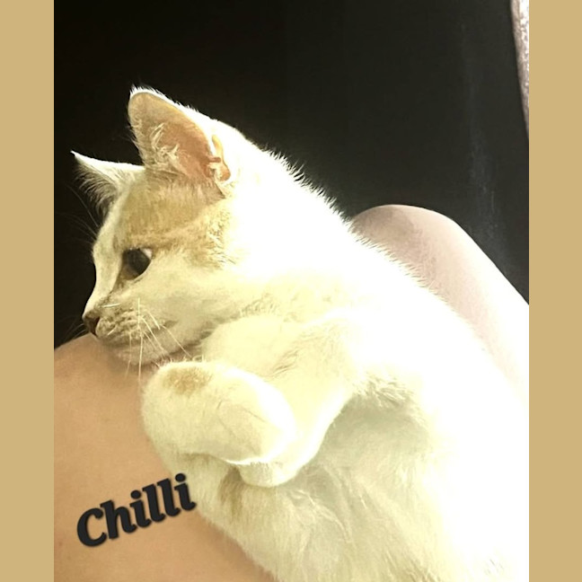 Photo of Chilli