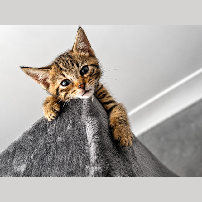 Photo of Finley