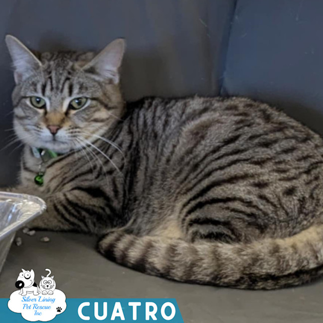 Photo of Cuatro