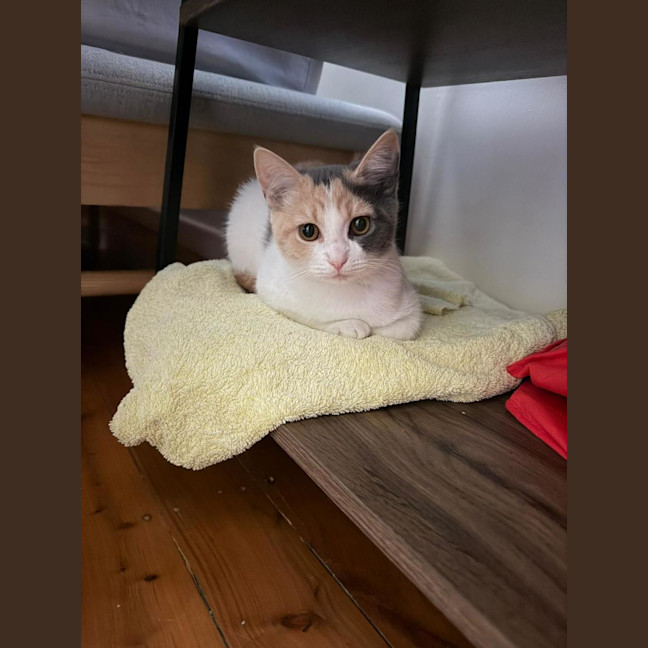 Photo of Daisy