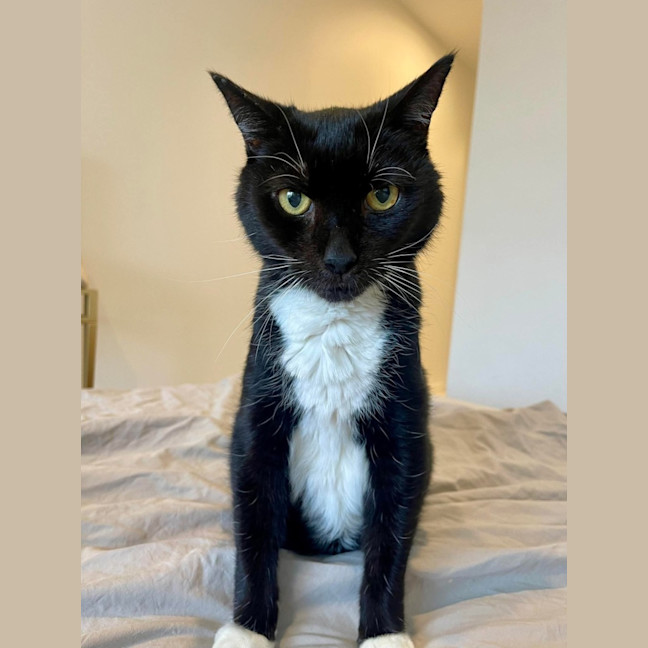 Photo of Socks 