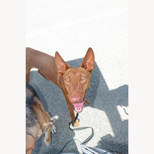 Photo of Buddy