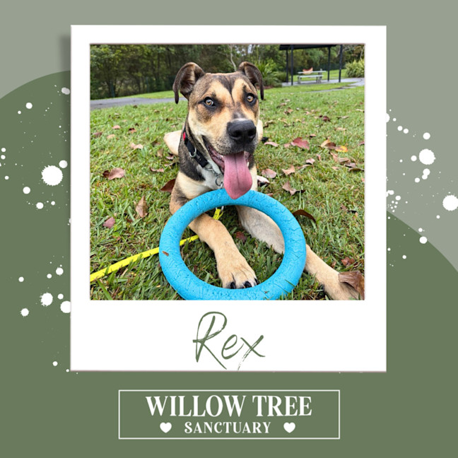 Photo of Rex