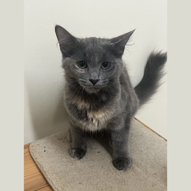 Photo of Bobby   Now At Pet Quarters Broadmeadow