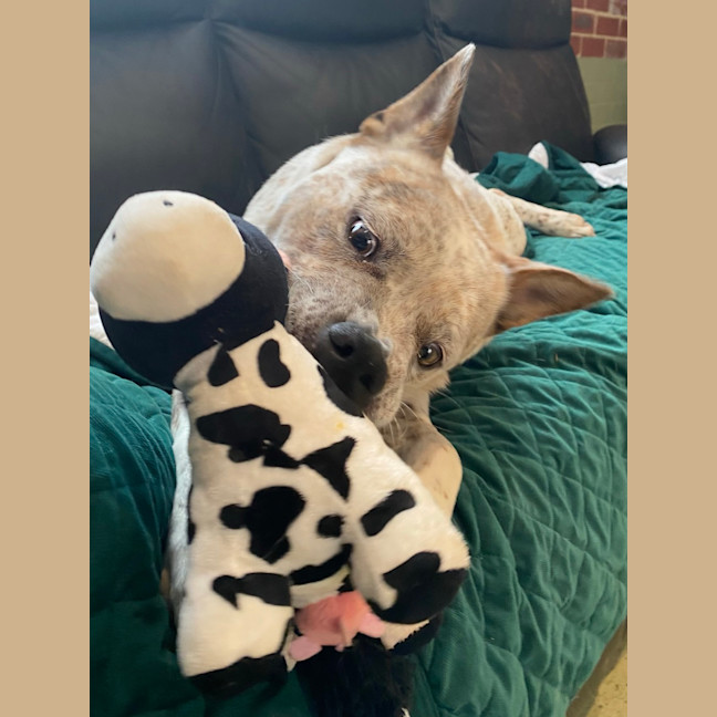Photo of Bruce