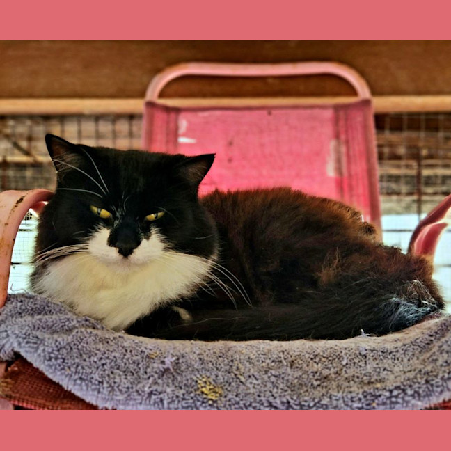 Photo of Tux