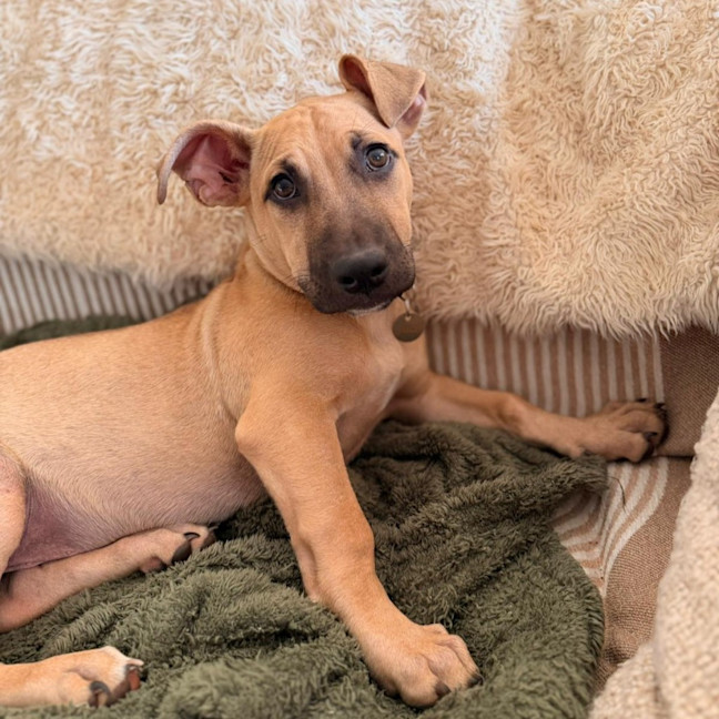 Photo of Louie