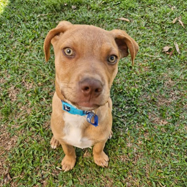 Photo of Gunner *$350 Adoption Fee*