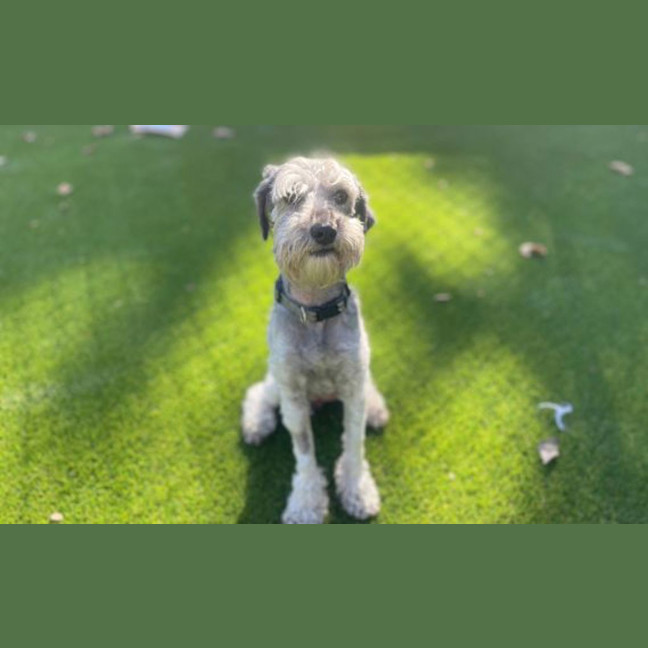 Photo of Stanley Poochi