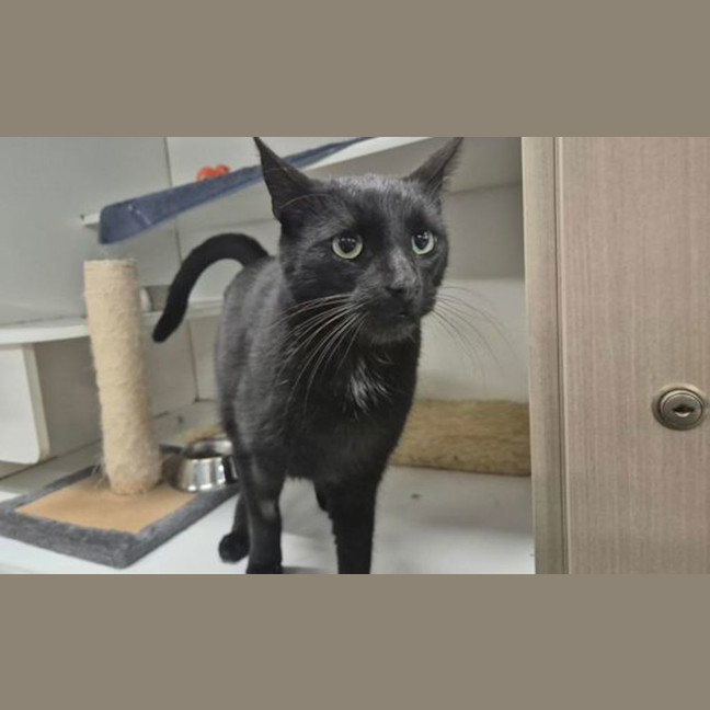 Photo of Liquorice