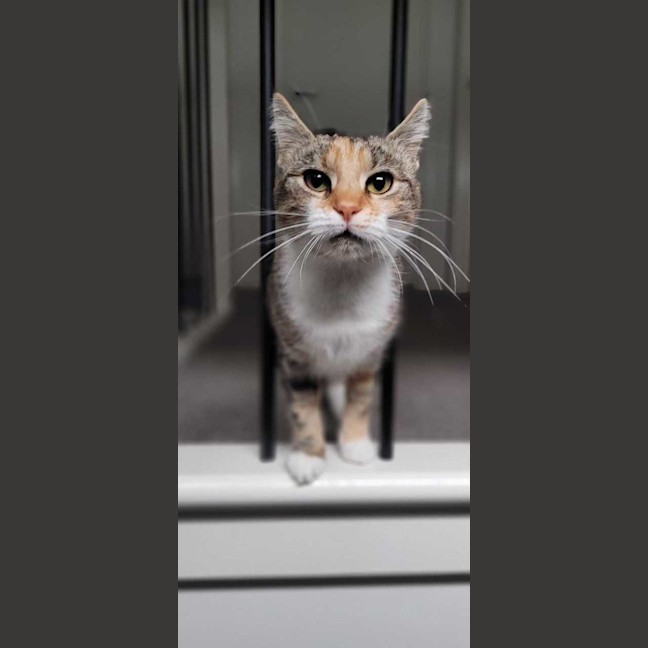 Photo of Goldie