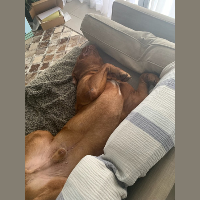 Photo of Bosco