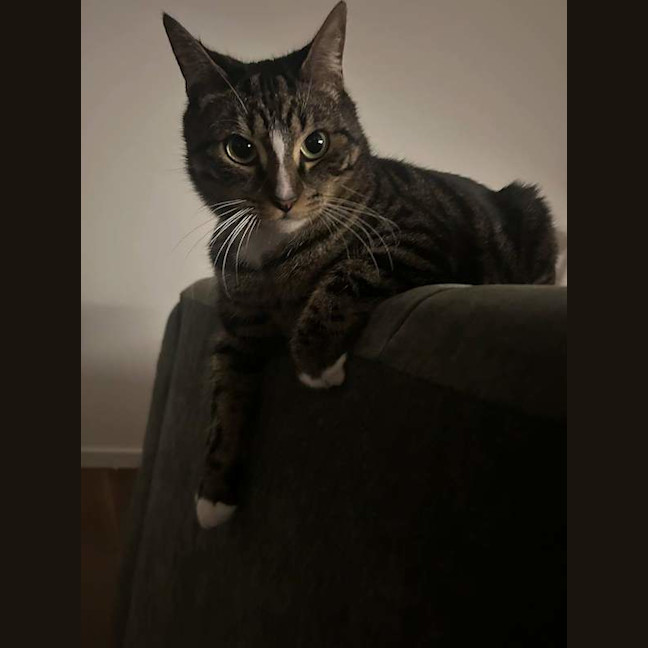 Photo of Thor