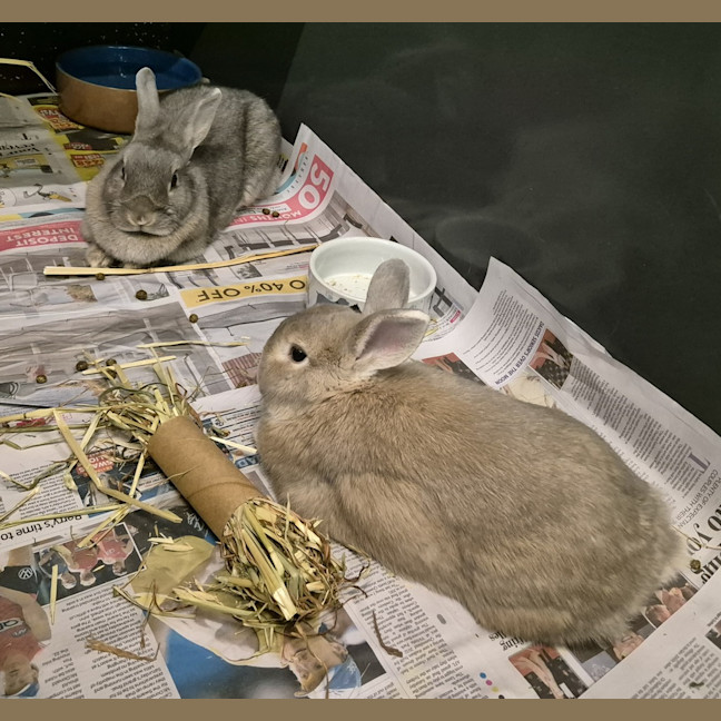 Photo of Ghost (Bonded With Casper)