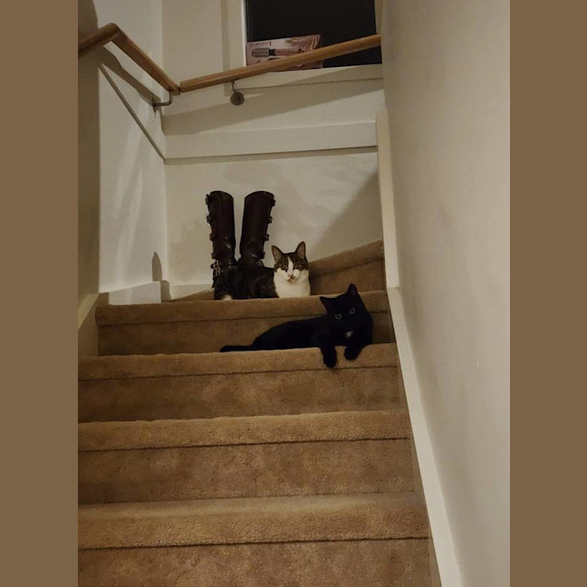 Photo of Inky* 9 Lives Project Rescue*