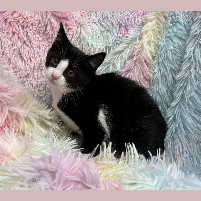 Photo of Yuna   Reduced Adoption Fee