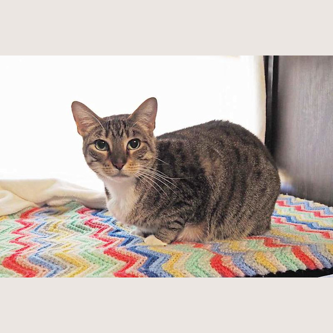 Photo of Pepper