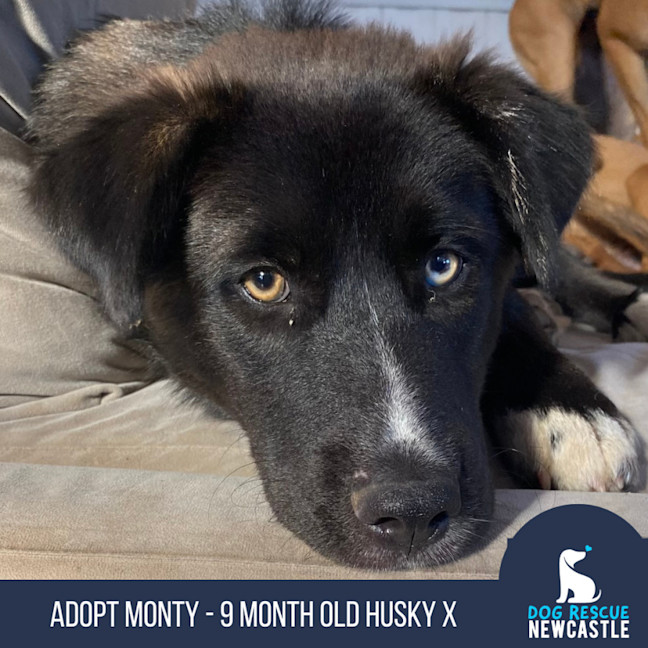 Photo of Monty   1 Year Old Husky X