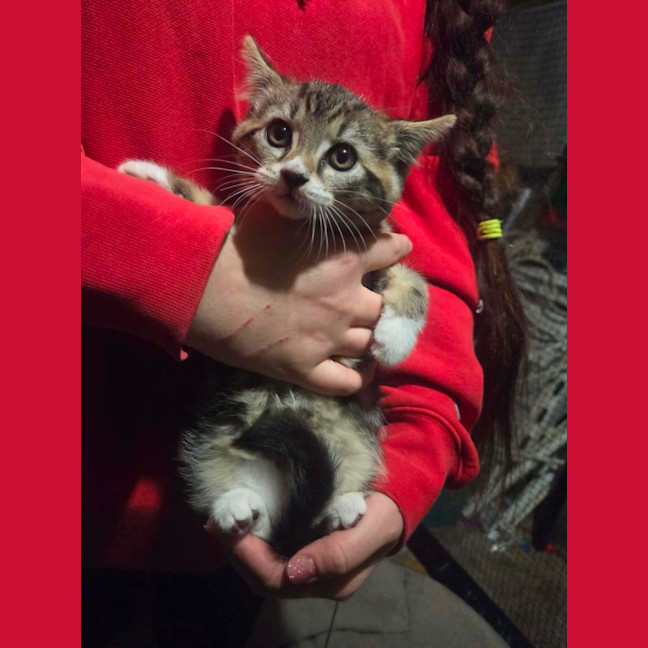 Photo of Mittens