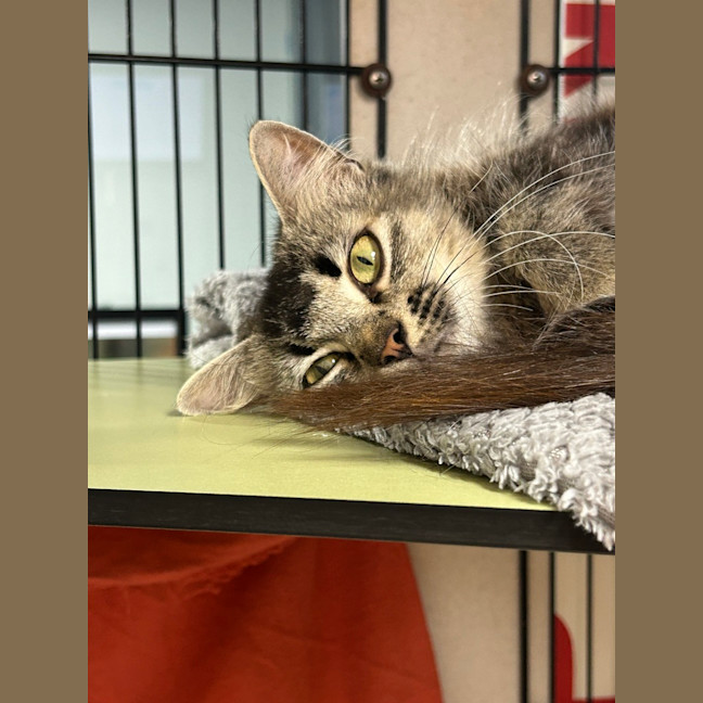Photo of Honey