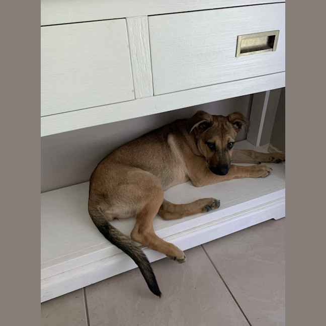 Photo of Nessa Rose   5 Month Old German Shepherd X