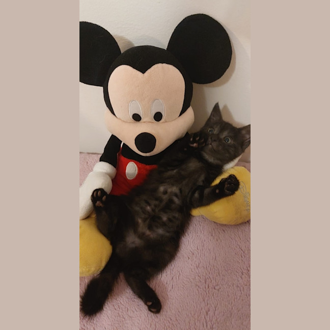 Photo of Mickey
