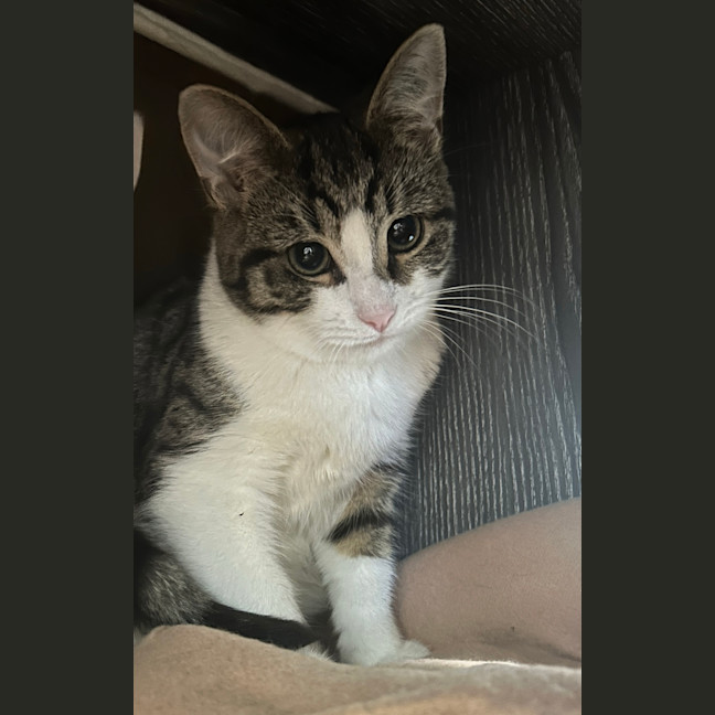 Photo of Enchilada