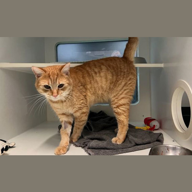 Photo of Puddles