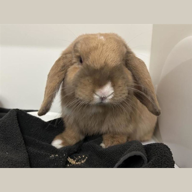 Photo of Cinnamon & Coco