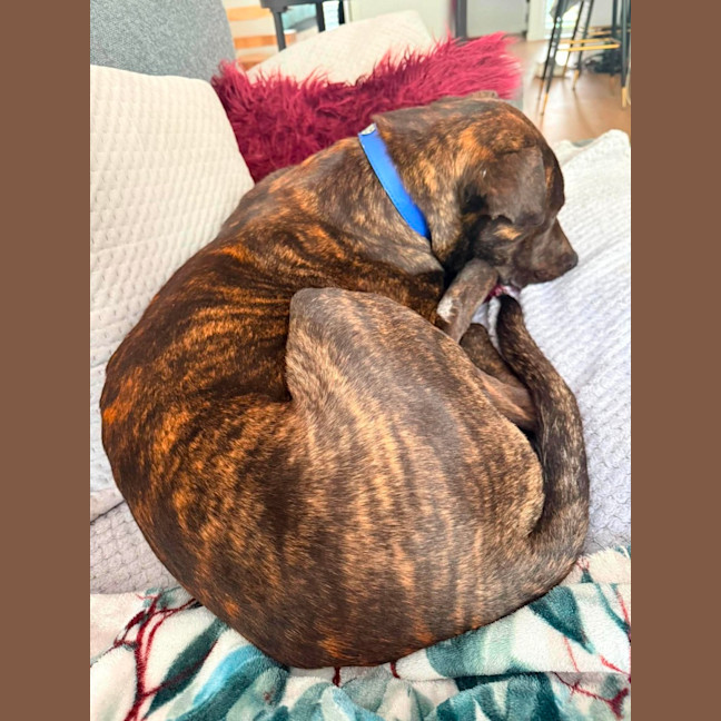 Photo of Baxter