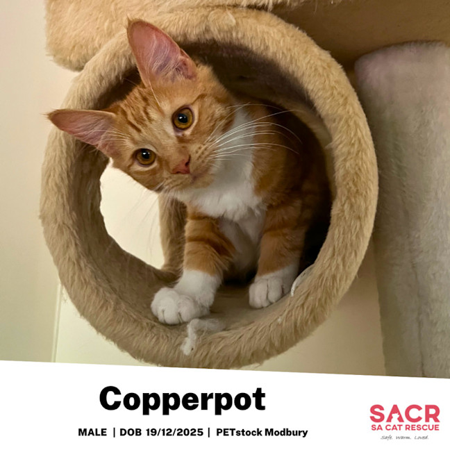Photo of Copperpot