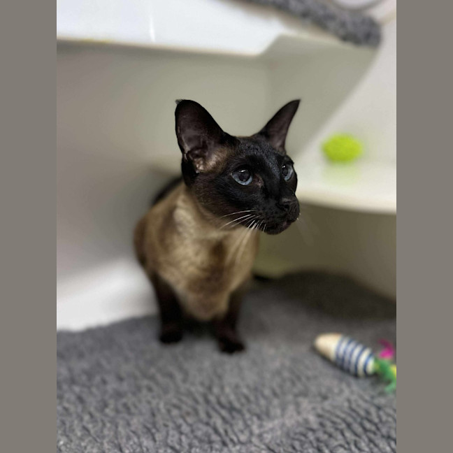 Photo of 👛 Chanel 6496 👛