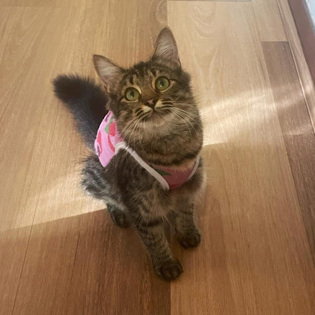 Photo of 10988   Ennis