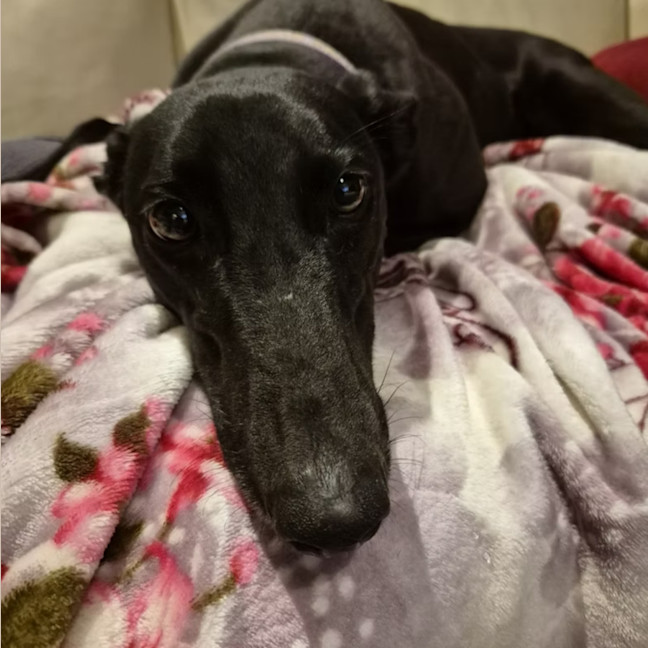 Photo of Sweetpea