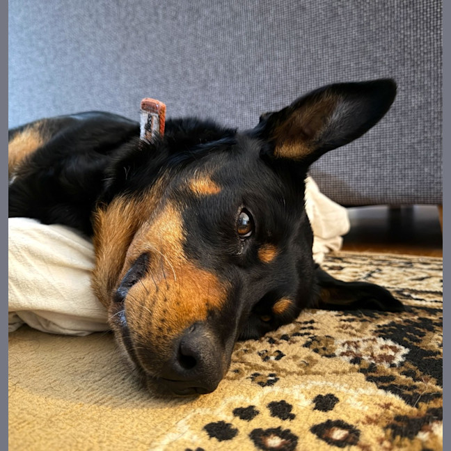Photo of Winston