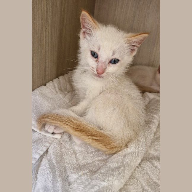 Photo of C1458 Turbo 